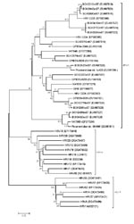 Thumbnail of Phylogenetic analysis of the viruses detected in this study based on the nucleotide sequences of the virus capsid protein (VP)4/VP2 region. Using the VP4/VP2 nucleotide sequence (258 nt), we performed neighbor-joining analysis by applying the Kimura 2-parameter model in MEGA software version 4.0 (www.megasoftware.net). Bootstrap values from 1,000 replicates are shown next to the branches. The scale bar indicates evolutionary distance. Representative viruses from the different human respiratory virus (HRV) groups are included. GenBank accession numbers for reference sequences are indicated in parentheses.