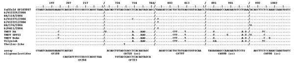 Nucleic acid alignment of the hybridization sites of diagnostic reverse transcription–PCR oligonucleotides. Oligonucleotides are shown below the alignment panel. The base count in the top line is based on Saffold virus, which also serves as the comparison sequence in the alignment. Dots represent identical bases in compared sequences; deviations are spelled out. A slash (/) represents a gap in the alignment; (rc) means that the reverse complementary sequence is shown for the antisense primer.