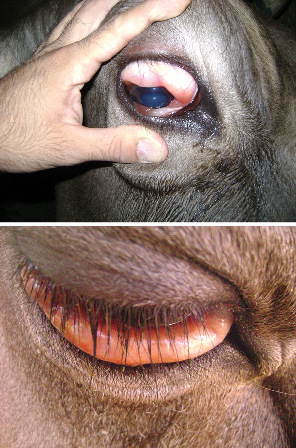 Swollen conjuctiva of cow seropositive for epizootic hemorrhagic disease virus, Turkey, 2007.