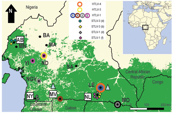 Distribution of primate T-lymphotropic viruses identified in humans and nonhuman primates from rural villages and forests in southern Cameroon. Colored circles and diamonds correspond to human (HTLVs) and simian T-lymphotropic viruses (STLVs) (subtypes), respectively, found at each study site in the current study and reported previously (7). Shaded triangles indicate approximate sampling sites where STLV-3–like strains have been reported by others (9). The 4 locations where Old World monkey and