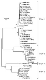 Thumbnail of Primate T-lymphotropic virus (PTLV) phylogeny inferred by using 161-bp tax sequences. New sequences from nonhuman primates (NHPs) from Cameroon in this study are in boldface. Support for the branching order was determined by 1,000 bootstrap replicates; only values &gt;60% are shown. Branch lengths are proportional to the evolutionary distance (scale bar) between the taxa. Nonhuman primates are coded as follows: the first letter of the genus is followed by the first 2 letters of the