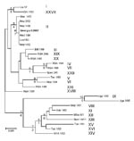 Thumbnail of Phylogram depicting the B646L gene relationships of selected isolates representative of the 22 African swine fever virus genotypes. Because all the Georgian isolates had identical nucleotide sequences, only 1 isolate is presented in the tree (in boldface). The consensus tree was generated from 1,000 replicates; only bootstraps &gt;50% are shown. Genotypes are indicated in roman numerals. Moz, Mozambique. Scale bar indicates number of nucleotide substitutions per site.