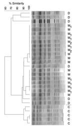Thumbnail of Pulsed-field gel electrophoresis profiles of sequence type 398 isolates from the Dominican Republic (D); northern Manhattan (M), New York, NY, USA; and Canada (C) (provided by Scott Weese). Strains within households in which &gt;1 person was colonized are identified numerically. The dendrogram shows the percent similarity of the isolates. A similarity &gt;70% indicates closely related or identical strains.