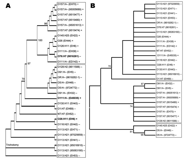 Neighbor-joining tree of ehxA (A) and repA (B) as implemented in ClustalW (www.ebi.ac.uk/Tools/clustalw2). This rectangular cladogram demonstrates the distinct clades (shown by boxes) for ehxA that delineate locus of enterocyte effacement (LEE)–negative and LEE-positive Shiga toxin–producing Escherichia coli strains. Exceptions to this pattern are shown in boldface, strain names are shown in parentheses, and + or – indicates the presence or absence of LEE. Significant nodes were identified by bo
