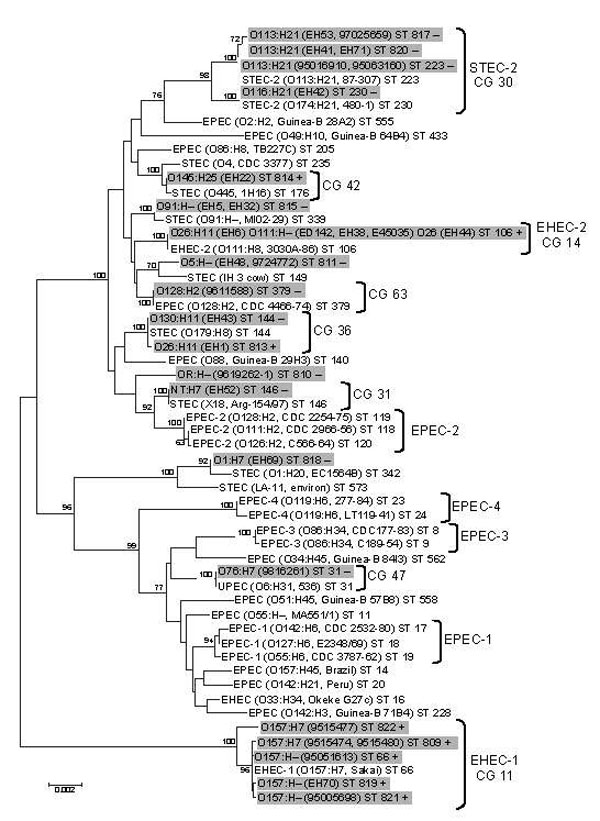 Phylogenetic relationships of 17 locus of enterocyte effacement (LEE)–negative and 13 LEE-positive Shiga toxin–producing Escherichia coli (STEC) strains (highlighted in gray) compared with a cohort of reference E. strains. Phylogeny was demonstrated by a neighbor-joining algorithm from 7 housekeeping gene sequences. Each isolate has been assigned a sequence type (ST) (in boldface), and assigned clonal groups (CGs) are displayed. The scale bar demonstrates the branch length that corresponds to 2