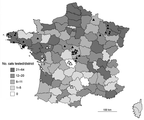 Distribution of cats analyzed during 2004–2007 and of bats found positive for European bat lyssavirus (EBLV) in France during 1989–2007. Distribution of 1,506 cats tested during 2004–2007 by direct immunofluorescence antibody test, rabies tissue culture infection test, and an antigen-capture ELISA is given by district. Precise location of the 2 infected index (positive) cats and positive bats (n = 32) are indicated by circles and triangles, respectively, and associated with numbers 1, 2, 3, and