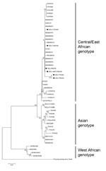 Thumbnail of Phylogenetic analysis of partial envelop 1 (E1) gene sequences (294 bp) of chikungunya virus strains from the 2006 dengue outbreak in Delhi, India. Neighbor-joining tree was constructed by using E1 gene sequences from various chikungunya virus sequences. O’nyong-nyong virus (AF079456) was used as an outgroup. Percentage bootstrap support is indicated by the values at each node. Delhi strains are indicated by a diamond. Scale bar indicates nucleotide substitutions per site.