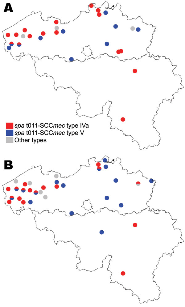 Distribution, by farms, of epidemic methicillin-resistant Staphylococcus aureus strains of spa type t011-SCCmec type IV, t011-SCCmec type V, and other types, Belgium, 2007. A) Farm residents and workers; B) Pigs. SCC, staphylococcal cassette chromosome.