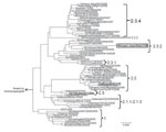 Thumbnail of Phylogenetic tree constructed based on the hemagglutinin (HA) 1 region (966 bp) of the HA gene of the highly pathogenic avian influenza viruses (H5N1). Clade designation follows the criteria proposed by the World Health Organization/World Organisation for Animal Health/Food and Agriculture Organization H5N1 Evolution Working Group (8). Representative strains of the previous highly pathogenic avian influenza outbreaks in Japan are in boldface. Scale bar represents number of nucleotide substitution per site.