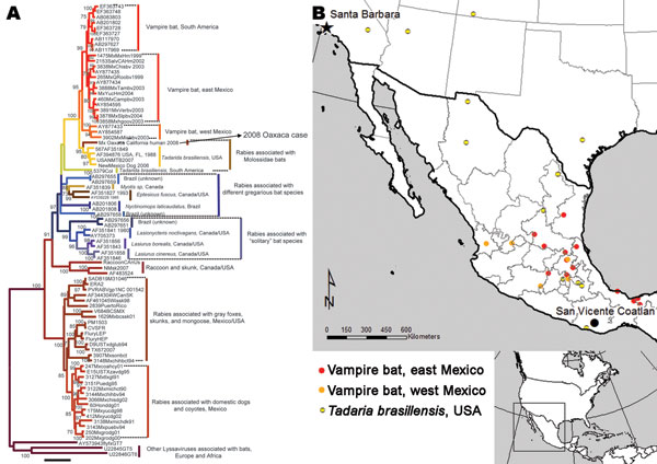 Phylogenetic tree of complete lyssavirus nucleoprotein genes, comparing the patient isolate with representative rabies virus variants associated with common New World animal reservoirs. The map shows the locations of representative samples associated with rabies transmitted by Tadarida brasiliensis and vampire bats used in the analysis.