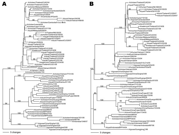 Phylogenetic analysis of the hemagglutinin (A) and neuraminidase genes (B) of influenza virus (H5N1) isolates. Phylogenetic trees were generated by using the PAUP computer program (4) and applying the neighbor-joining algorithm with branch swapping and bootstrap analysis with 1,000 replicates. The trees were rooted to A/goose/China/Guangdong/1/96 (H5N1).