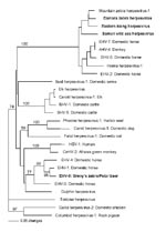 Thumbnail of Phylogram of all equine herpesviruses and related viruses from other animals and their respective hosts created from a predicted amino acid segment of the DNA polymerase gene. All sequences obtained in this study are in boldface; bootstrap values &gt;1,000 replicates are denoted. Note clustering of equine gammaherpesviruses and paraphyletic grouping of equine herpesviruses (EHV) -1, EHV-4, and EHV-9 with primate herpesviruses and dolphin herpesvirus. Sequence accessions, sources, an