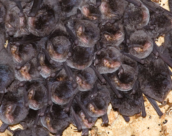 Colony of Miniopterus minor bats in cave.