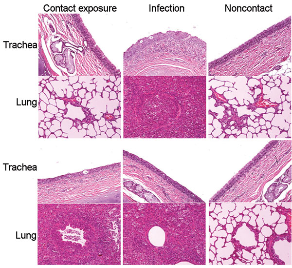 Virus shedding and serologic response of beagles after experimental contact transmission of canine influenza virus. EID, egg infectious dose; PI, percentage inhibition.