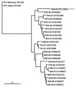 Thumbnail of VP1 phylogenetic tree constructed by using cognate sequence available in the public domain was created by using the PHYLIP DNA maximum-likelihood algorithm with 100 bootstrap replicates. Marker represents relative phylogenetic distance. AFG, Afghanistan; AUS, Australia; BAN, Bangladesh; CHN, China; GRE, Greece; IND, India; IRA, Iran; NEP, Nepal; PAK, Pakistan; SYR, Syria; TAJ, Tajikistan; UZB, Uzbekistan. Scale bar represents number of nucleotide substitutions per site.