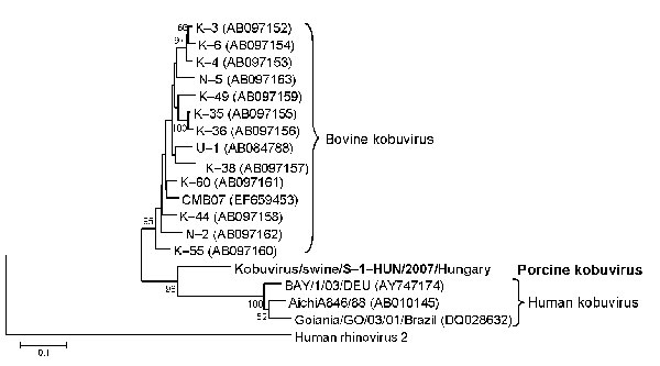 Phylogenetic tree of porcine kobuvirus (Kobuvirus/swine/S-1-HUN/2007/Hungary, GenBank accession no. EU787450), based upon the 1,065-nt fragment of the kobuvirus 3C/3D regions. The phylogenetic tree was constructed by using the neighbor-joining clustering method; distance was calculated by using the maximum composite likelihood correction for evolutionary rate with help of the MEGA version 4.0 software (10). Bootstrap values (based on 1,000 replicates) for each node if &gt;50% are given. Reference strains were obtained from GenBank. The human rhinovirus 2 strain (X02316) was included in the tree as an outgroup. Scale bar indicates nucleotide substitutions per site.
