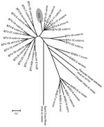 Thumbnail of Phylogenetic analysis of Toggenburg orbivirus (TOV) (shaded region) genome segment 2 by ClustalW alignment (16) and subsequent neighbor-joining tree construction by MEGA version 4 software (15). GenBank accession numbers are indicated for all orbivirus sequences used to construct dendrogram. BTV, bluetongue virus; EHDV, epizootic hemorrhagic disease virus; AHSV, African horse sickness virus. Scale bar indicates number of nucleotide substitutions per site.