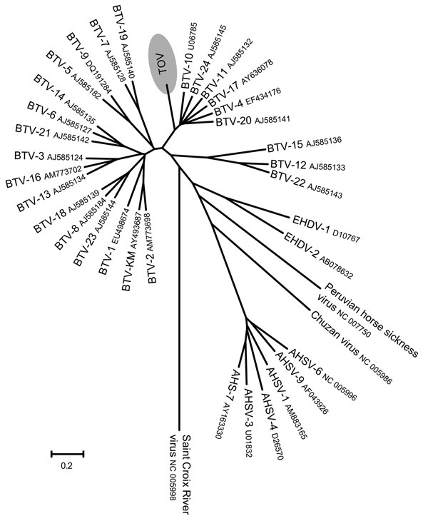 Phylogenetic analysis of Toggenburg orbivirus (TOV) (shaded region) genome segment 2 by ClustalW alignment (16) and subsequent neighbor-joining tree construction by MEGA version 4 software (15). GenBank accession numbers are indicated for all orbivirus sequences used to construct dendrogram. BTV, bluetongue virus; EHDV, epizootic hemorrhagic disease virus; AHSV, African horse sickness virus. Scale bar indicates number of nucleotide substitutions per site.