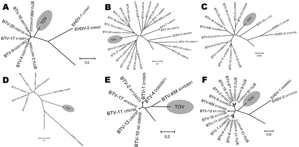 Phylogenetic analysis of Toggenburg orbivirus (TOV) (shaded regions) genome segments by ClustalW alignment (16) and subsequent neighbor-joining tree construction by MEGA version 4 software (15). GenBank accession numbers are indicated for all orbivirus sequences used to construct dendrograms. A) Segment 5; B) segment 6; C) segment 7; D) segment 8; E) segment 9; F) segment 10. BTV, bluetongue virus; EHDV, epizootic hemorrhagic disease virus. Segments show only relevant parts of dendrograms. **Segment 10 sequence of BTV-8 currently circulating in northern Europe. Scale bars indicate number of nucleotide substitutions per site.