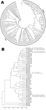 Thumbnail of A) Genetic relationships based on simple-sequence repeat (SSR) variation data among 183 Vibrio vulnificus isolates including 135 new environmental, 22 new clinical, and 26 previously studied isolates. B) A subtree enlargement of panel A displaying a set of 65 V. vulnificus biotype 3 isolates. Similar clinical and environmental isolates, showing an epidemiologic connection, are indicated by arrows. The genetic-distance matrix was generated based on 212 polymorphic points (the sum of alleles across 12 SSR loci). Genetic relationships are based on unweighted pair group method with arithmetic mean cluster analysis of SSR variation using MEGA4 software (11). Scale bar represents genetic distance.