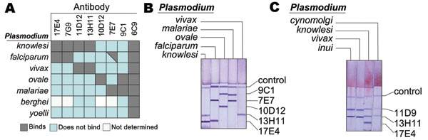 Binding specificity of different anti–Plasmodium lactate dehydrogenase (pLDH) antibodies. A) Shown are the reactivities of the indicated monoclonal antibodies (MAbs) to the LDH from 7 Plasmodium spp. Reactivity was determined by using an immunocapture assay as previously described (9). B) Example of an immunodipstick assay that detects P. knowlesi. An immunochromatographic strip assay containing the indicated antibodies was allowed to wick lysed blood infected with P. vivax, P. falciparum, P. kn