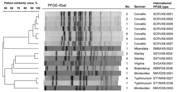 Dendrogram showing the clonal relationships among 36 isolates of Salmonella enterica collected from travelers returning to Finland from Thailand or Malaysia, 2003–2007. These isolates showed the nonclassical quinolone resistance phenotype (i.e., reduced susceptibility to ciprofloxacin [MIC &gt;0.125 µg/mL] and susceptibility or low-level resistance to nalidixic acid [MIC &lt;32 µg/mL]). No., number of Salmonella isolates belonging to a certain pulsed-field gel electrophoresis (PFGE) pattern.