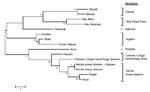 Thumbnail of Phylogenetic tree produced by using maximum parsimony analysis with 500 bootstrap replicates on amino acid alignment of nairovirus large segment fragment (147 aa sequence translated from 441 nt sequence). Scale bar indicates branch length and bootstrap values &gt;50% are shown above branches.