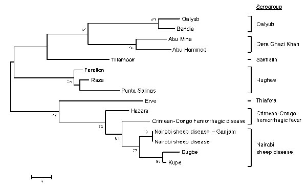 Phylogenetic tree produced by using maximum parsimony analysis with 500 bootstrap replicates on amino acid alignment of nairovirus large segment fragment (147 aa sequence translated from 441 nt sequence). Scale bar indicates branch length and bootstrap values &gt;50% are shown above branches.