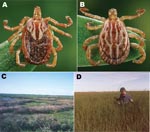 Thumbnail of Adult female (A) and male (B) Amblyomma triste ticks and tick collection sites in the lower Paraná River Delta of Buenos Aires Province, Argentina, showing freshwater marsh habitats in the Reserva Natural Otamendi (C) and Estación Experimental Instituto, Nacional de Tecnología Agropecuaria, Delta del Paraná (D).