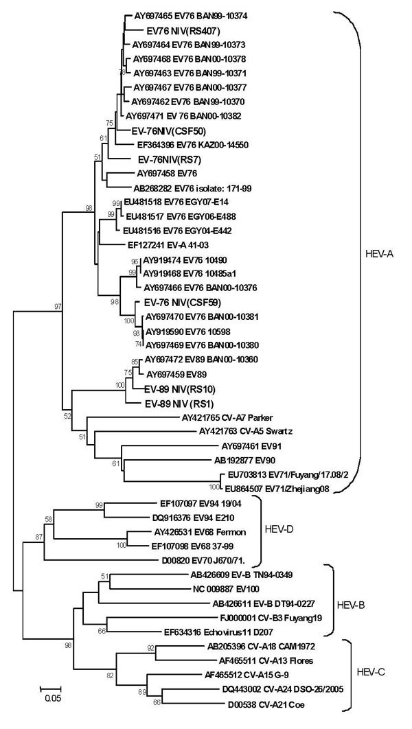 Phylogenetic tree based on partial virion protein 1 (VP1) sequences (2602–2977) detected in enterovirus (EV) isolates and clinical specimens from encephalitis patients. GenBank accession nos. indicate the nucleotide sequences of EV strains of the present study. Scale bar indicates nucleotide substitutions per site. EV, enterovirus; CV-A, coxsackie virus A; CV-B, coxsackie virus B; HEV, human enterovirus; NIV, National Institute of Virology, Pune, India.