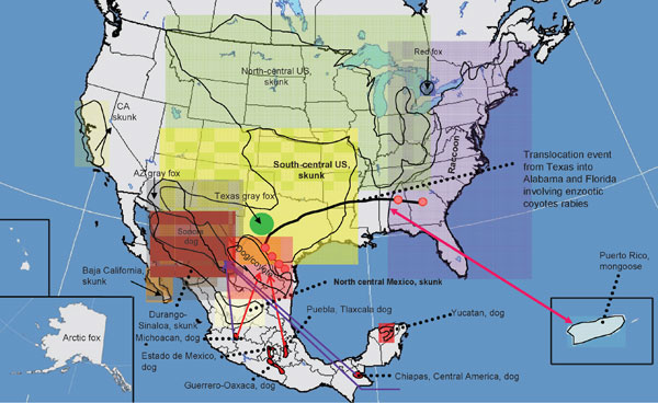 Current distribution of major rabies virus (RV) lineages associated with terrestrial carnivores and dogs in the United States and Mexico. Translocation movements proposed on the basis of the phylogenetic analysis (bidirectional arrows in colors) and confirmed translocations events on the basis of descriptive and epizootiologic investigations are shown. Boldface indicates RV lineages associated with rabies enzootics autochthonous for the New World (not associated with dogs).