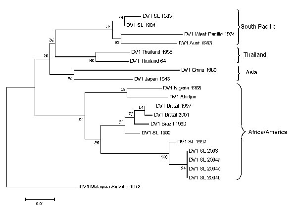 Phylogram of dengue serotype 1 viruses (DENV-1) from Sri Lanka (SL), 1983–2004, and other DENV-1 viruses. The tree is based on a 498-bp fragment for positions 2056–2554 coding portions of envelope protein and nonstructural protein 1. Evolutionary history was inferred by using minimum evolution method (12). Percentages of replicate trees in which the associated taxa clustered in the bootstrap test (1,000 replicates) are shown next to the branches (13). Phylogenetic analyses were conducted in MEGA