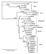Thumbnail of Phylogenetic analysis of lyssavirus nucleoprotein sequences (306 bp) derived from viruses of Asian origin. European bat lyssavirus type 2 has been used as the outgroup. The human sequence is shown in boldface.