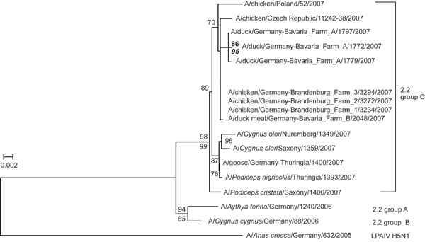 Phylogetic tree of the hemagglutinin (HA) gene (full-length sequence) of highly pathogenic avian influenza virus (HPAIV) (H5N1) detected in poultry from Brandenburg and Bavaria, Germany, in 2007, including sequences of wild birds and poultry from neighboring countries. Sequence of the Czech poultry isolate is supported by GenBank. The tree was constructed by using a minimal-evolution algorithm; numbers represent bootstrap values after 1,000 replications. A maximum-likelihood (ML)–based tree resu
