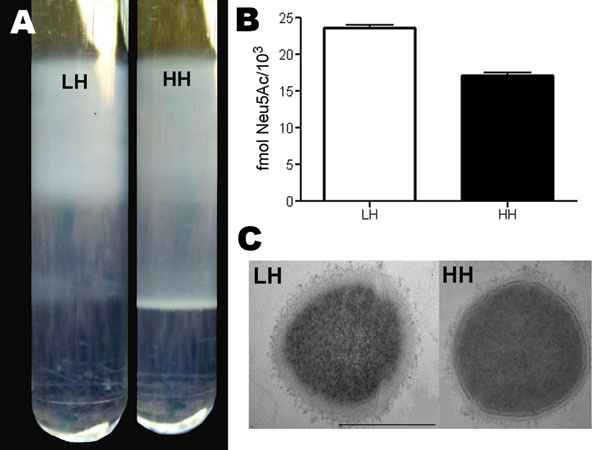 A) Buoyant density analysis of the low hemolytic (LH) and high hemolytic (HH) strains, exhibiting lower and higher buoyant density, respectively. B) Quantification of group B streptococci sialic acids expressed as fmol N-acetylneuraminic acid/1,000 CFUs of the LH and HH phenotypes. Error bars indicate SEM. C C) Transmission electron microscopy of LH and HH phenotypic variants.