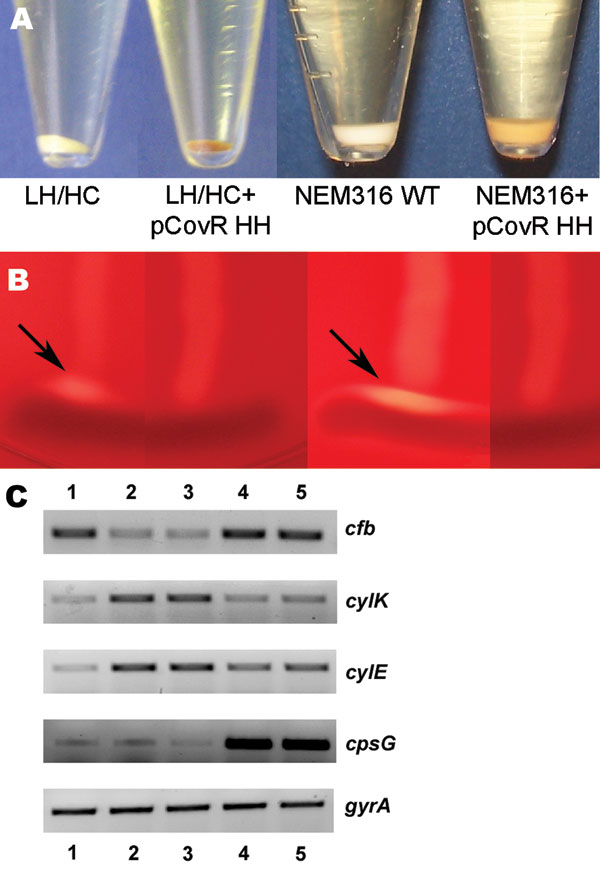 A) Difference in pigmentation of the low hemolytic (LH)/high encapsulation (HC) and NEM316 wild-type (WT) strains and their corresponding transformants expressing the covR/S locus of the high hemolytic (HH)/low encapsulation (LC) variant after overnight culture. B) CAMP testing with strains displayed according to panel A. The LH/HC variant and the NEM316 strain display a stronger reaction (arrows) than their corresponding transformants. C) Semiquantitative analysis of mRNA expression of CAMP fac