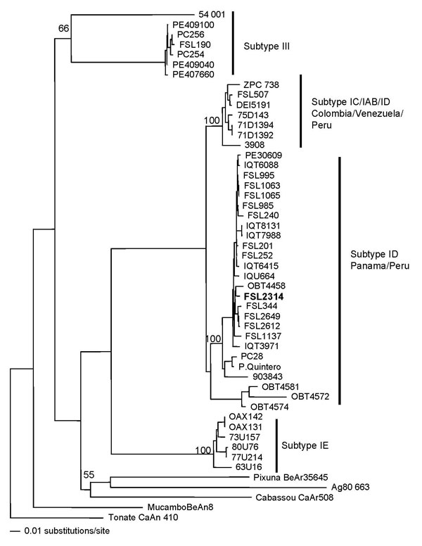 Neighbor-joining phylogenetic tree of Venezuelan equine encephalitis virus complex based on partial sequence of the envelope glycoprotein precursor segment. The strain isolated from the 3-year-old boy with upper gastrointestinal bleeding, Jeberos, Peru, January 2006, is shown in boldface. Numbers indicate bootstrap values.