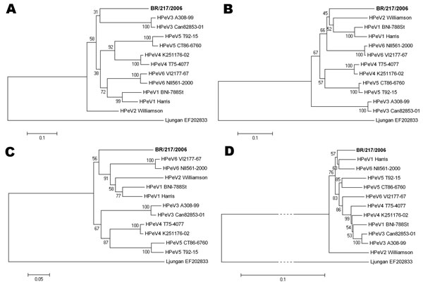 Evolutionary relationships between known parechoviruses and the new human parechovirus from this study (boldface). Phylogenetic analyses of A) complete viral protein (VP) 1, B) VP0, and C) VP3, and D) the whole nonstructural region (comprising regions P2 and P3), were constructed using the Jones-Taylor-Thornton matrix-based substitution model on an amino acid–driven alignment (pairwise deletion option). The evolutionary histories were inferred using the neighbor-joining method and are in the uni