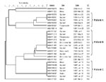 Thumbnail of Dendrogram showing 4-locus multilocus variable number tandem repeat analysis profiles for isolates from 3 patients with melioidosis, with isolate number and multilocus sequence typing sequence type (ST) listed (see text for details). Six isolates used to calibrate the dendrogram are indicated by asterisks in Figure 1 and listed in Table 2. CSF, cerebrospinal fluid.