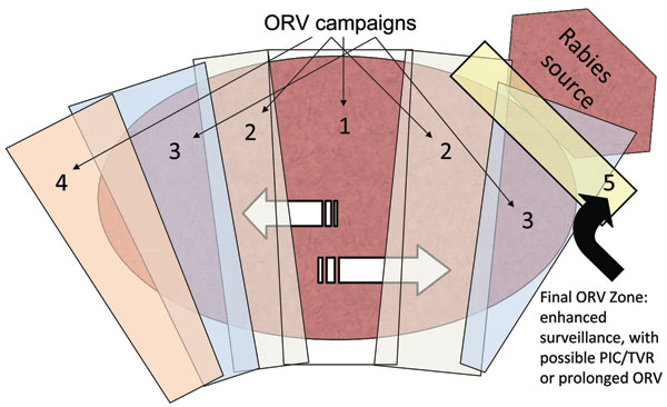 Expanding-wedge tactic with progressive elimination (9). Numbers represent successive oral rabies vaccination (ORV) zones. Potential savings are assumed for the area of progressive elimination, southern Ontario Province. The rectangle bordering the rabies source (i.e., 5) highlights an area of enhanced surveillance, possible point infection control (PIC) activities, trap–vaccinate–release (TVR) activities, or an ORV zone intended to deter future reemergence of the virus.