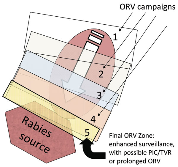 Collapsed-bands tactic with progressive elimination (17). Numbers represent successive oral rabies vaccination (ORV) zones that attempt to collapse the baited area, exclude virus incursion outside, and lead to a maintenance zone that prevents reintroduction of the disease after the current population matures and vaccination effects are lost. Potential savings are assumed to occur within the ORV areas and for assumed distances beyond the zone. The rectangle bordering the rabies source (i.e., 5) highlights an area of enhanced surveillance, possible point infection control (PIC) activities, trap–vaccinate–release (TVR) activities, or an ORV zone intended to deter future reemergence of the virus.
