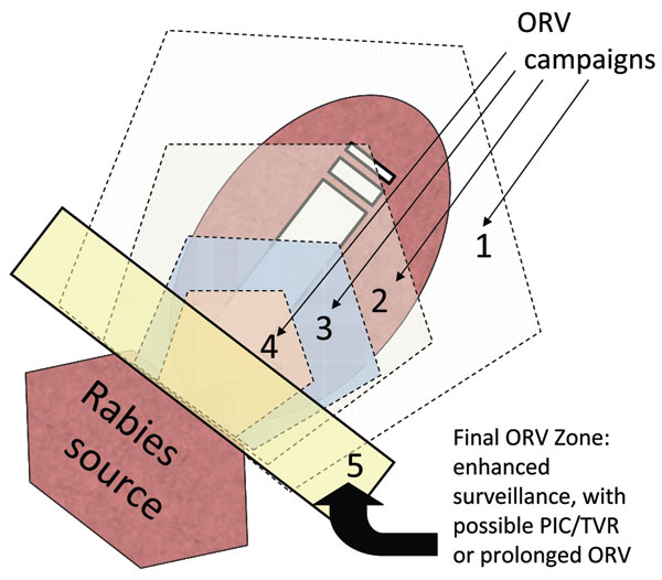 Purse string–like tactic with progressive elimination (17). Numbers represent successive oral rabies vaccination (ORV) zones that attempt to roughly encircle and shrink the baited area, exclude virus incursion from outside, and lead to a maintenance zone that prevents reintroduction of the disease after the current population matures and vaccination effects are lost. Potential savings are assumed to occur within the ORV areas and for assumed distances beyond the outer zone. The rectangle bordering the rabies source (i.e., 5) highlights an area of enhanced surveillance, possible point infection control (PIC)/trap–vaccinate–release (TVR) activities, or an ORV zone intended to deter future reemergence of the virus.
