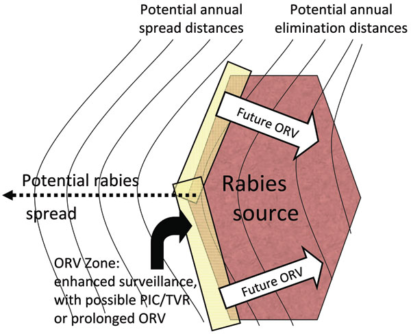 Oral rabies vaccination (ORV) preventive spread or elimination tactic with eventual progressive elimination (22). The ORV zone of vaccinated animals is intended to prevent spread of the disease beyond the ORV zone; potential elimination is assumed to result from successive baiting campaigns into the infected area. Potential savings are assumed beyond the ORV zone (or within the zone, if elimination is possible); disease spread rates, final distances of infectious impacts, and durations of ORV bait distributions ultimately determine the magnitude of potential savings. PIC, point infection control activities; TVR, trap–vaccinate–release activities.