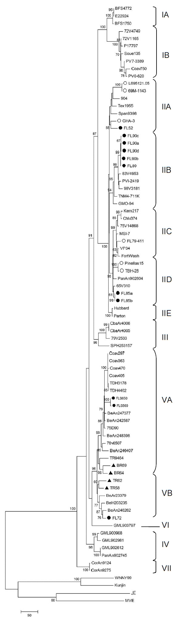 Phylogram of the complete envelope region of St. Louis encephalitis virus (SLEV) strains, inferred using the maximum parsimony method in MEGA4 software (14). Bootstrap analysis was performed using 1,000 replicates, and the consensus tree (generated by majority rule of 27 most parsimonious trees) was chosen. The number at each node indicates percent branch support by bootstrap sampling; values &lt;50 were collapsed. Branch lengths represent the amount of genetic divergence; the scale bar correspo