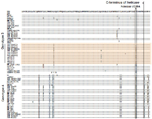 Alignment of a partial C-terminal amino acid sequence of the helicase domain of hepatitis E virus (HEV) open reading frame (ORF) 1 across genotype 3 and 4 isolates. A bracket indicates 8 isolates of the JIO strain HEV genotype 3 and 5 isolates of swJ19 strain. Conversions in helV239A are shown by linear box. Partial sequences of ORF1 (aa positions 1105-1226 of HEV-US2) of human and swine isolates of genotype 3 were compared.