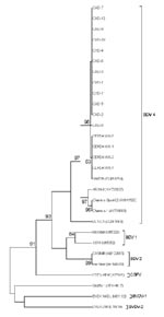 Thumbnail of Unrooted neighbor-joining phylogenetic tree based on the 5′ untranslated region sequence among pestiviruses isolated from chamois, Spain. Chamois strains were enclosed in a differentiated group into border disease virus 4 (BDV-4). Numbers on the branches indicate percentage bootstrap values of 1,000 replicates. Numbers on the right in parentheses indicate GenBank accession numbers. CSFV, classical swine fever virus; BVDV, bovine viral diarrhea virus.
