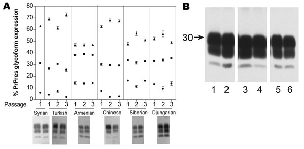 A) Proteinase K–resistant prion protein (PrPres) glycoform profiles for 6 hamster species for each of 3 successive passages: 1, initial cross-species passage; 2, second intraspecies passage; 3, third intraspecies passage. Each passage represents 6 different animals, each quantified 6–8 times. Each lane had 0.5 mg tissue equivalents per lane. ●, percentage of unglycosylated band; ■, partially glycosylated band; ▲, fully glycoslyated band. Western blot representation of glycoform for each species