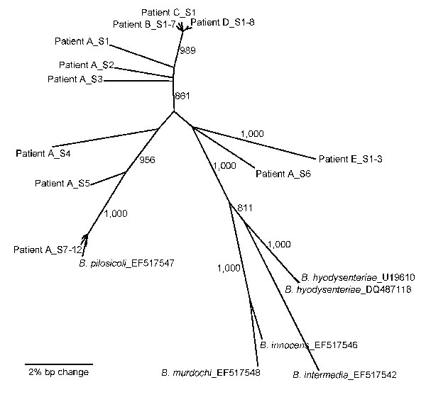 Neighbor-joining (NJ) phylogeny of NADH oxidase (nox) sequences of Brachyspira pilosicoli from 5 cholera patients (A–E). The nox sequences were PCR amplified, cloned, and sequenced from each patient (individual clones are appended _SX). Published sequences from known species are included for reference. NJ analysis was performed by using an NJ model and 1,000 bootstraps. Bootstrap values &gt;800 are presented next to nodes. The scale bar indicates a 2% bp change (contiguous sequence ≈990 bp).