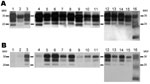 Thumbnail of Electrophoretic profiles and antibody labeling of atypical proteinase K–resistant prion protein (PrPres) detected with monoclonal antibodies Sha31 (A) and 12B2 (B) in different isolates used for inoculating porcine PrP transgenic mice. Panels A and B were loaded with the same quantities of extracted PrPres from each sample. MW, molecular mass in kilodaltons.