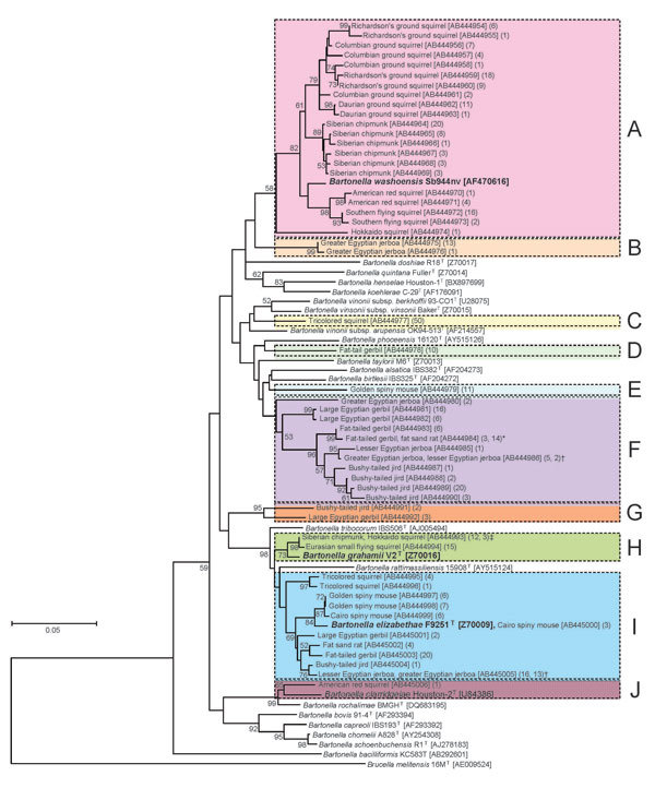 Phylogenetic tree based on a 312-bp region of the citrate synthase (gltA) gene sequence, constructed from Bartonella spp. isolates from 142 exotic small mammals imported into Japan as pets, June 2004–October 2007.Isolates from imported animals were compared with the type strains of known Bartonella spp. The phylogenetic tree was constructed by the neighbor-joining method, and bootstrap values were obtained with 1,000 replicates if values &gt;50% were noted. The Brucella melitensis strain 16M seq